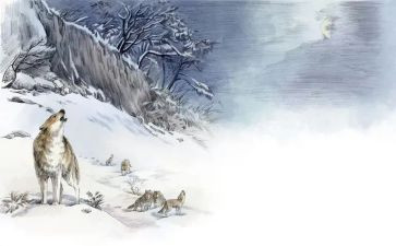 狼王梦心得体会700字7篇