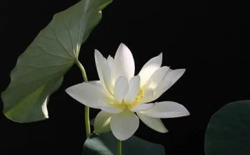 写榴莲的作文600字5篇