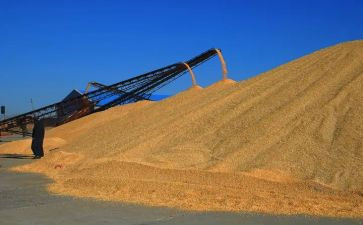 节约粮食,教案8篇