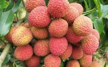 关于荔枝肉的作文5篇