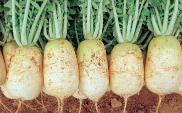 幼儿园小班萝卜蹲教案6篇