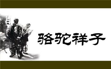 骆驼翔子读后感7篇