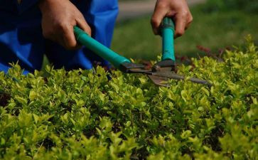 绿化周工作总结范文5篇