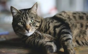 小班《猫捉老鼠》教案6篇
