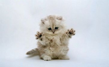 绘画《熊猫》教案6篇