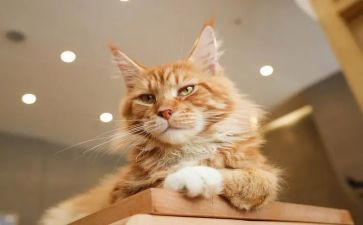 作文我家的猫500字最新5篇
