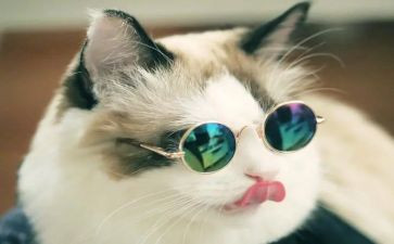 猫来了游戏教案优质7篇