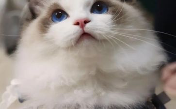 我是猫作文400字6篇