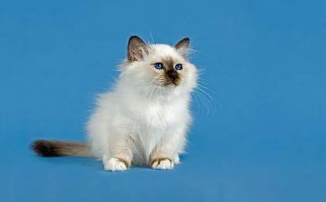 记小猫作文400字模板5篇