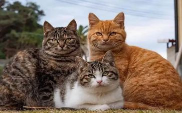 猫精品教案通用7篇
