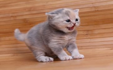 小老鼠和小花猫教案8篇