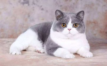 作文我家的猫500字参考8篇