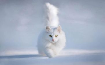 写熊猫的作文300字最新8篇