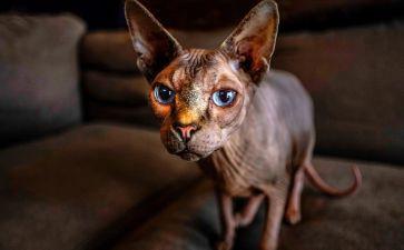 中班画小猫教案8篇