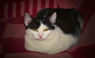 有趣的小猫400字作文7篇