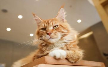 小猫和鱼教案模板6篇