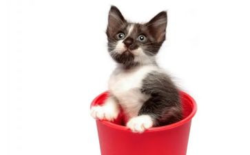 《猫捉老鼠》大班教案5篇