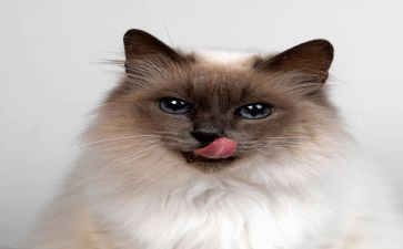 小猫小狗的作文300字推荐6篇