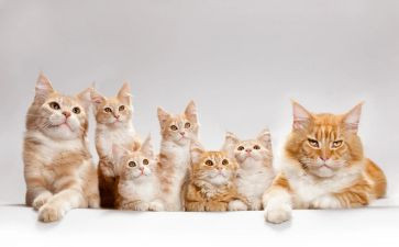 猫的试讲教案6篇