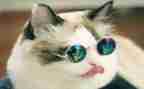 小猫钓鱼教案通用7篇