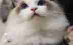 我和猫在一起作文5篇