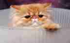 猫和狗的心得体会作文通用6篇
