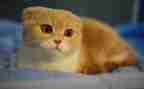 大熊猫小作文300字6篇