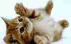 幼儿园大班《猫捉老鼠》教案5篇