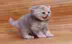 小老鼠和小花猫教案8篇