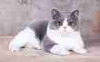 介绍猫的作文100字8篇