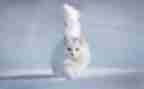 写熊猫的作文300字最新8篇