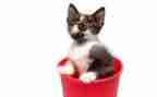 《猫捉老鼠》大班教案5篇