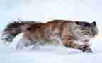 猫和狗的读后感100字推荐7篇