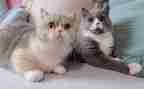 小班音乐教案找小猫教案优质8篇
