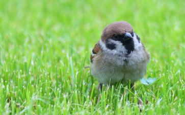 养麻雀的作文5篇