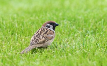 养麻雀的作文推荐5篇