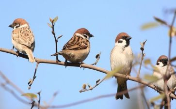 养麻雀的作文模板6篇