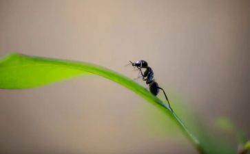 小蚂蚁运粮中班教案6篇