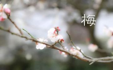 张桂梅观后感心得体会8篇