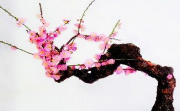梅音乐教案模板5篇