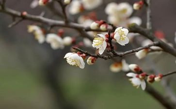 小学语文梅兰芳教案6篇