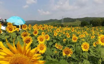 最美教师的心得体会6篇