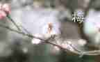 张桂梅观后感心得体会8篇
