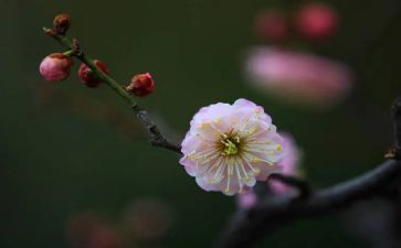梅花魂,读后感8篇