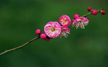 梅花魂,读后感推荐5篇