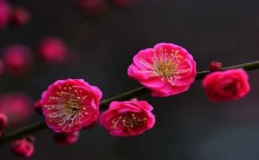 我爱梅花作文优秀5篇