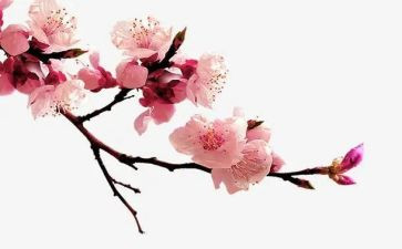 梅花桩教案最新6篇