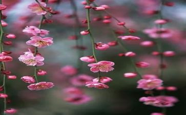 赏梅花作文300字5篇