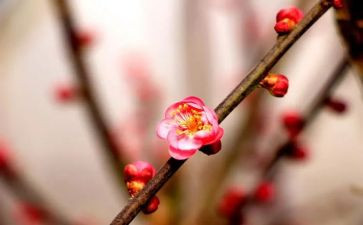 梅花诗读后感6篇