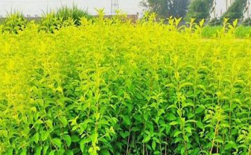 苗木合同模板8篇